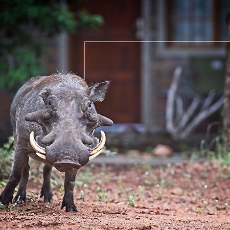 Tusk Bush Lodge Marloth Park Exterior foto