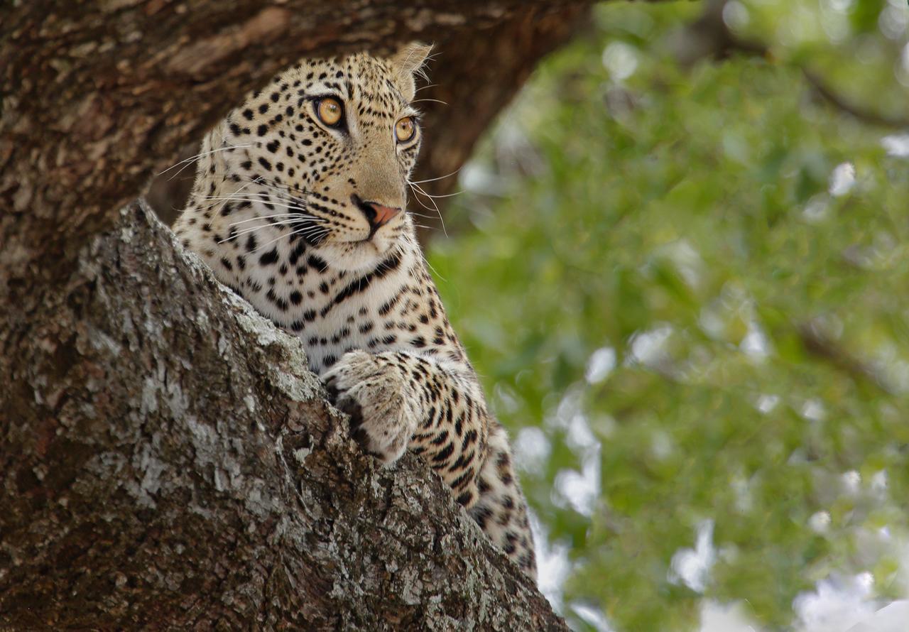 Tusk Bush Lodge Marloth Park Exterior foto