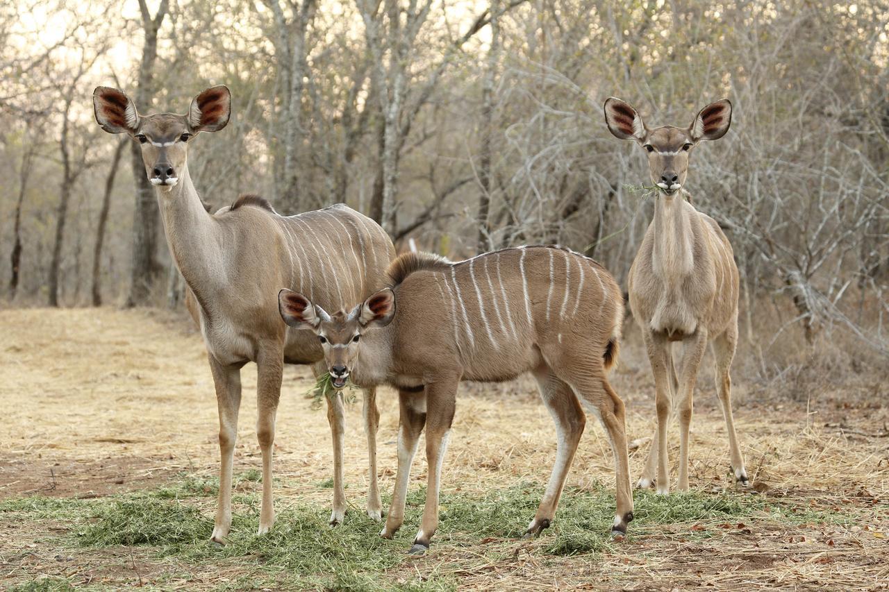 Tusk Bush Lodge Marloth Park Exterior foto