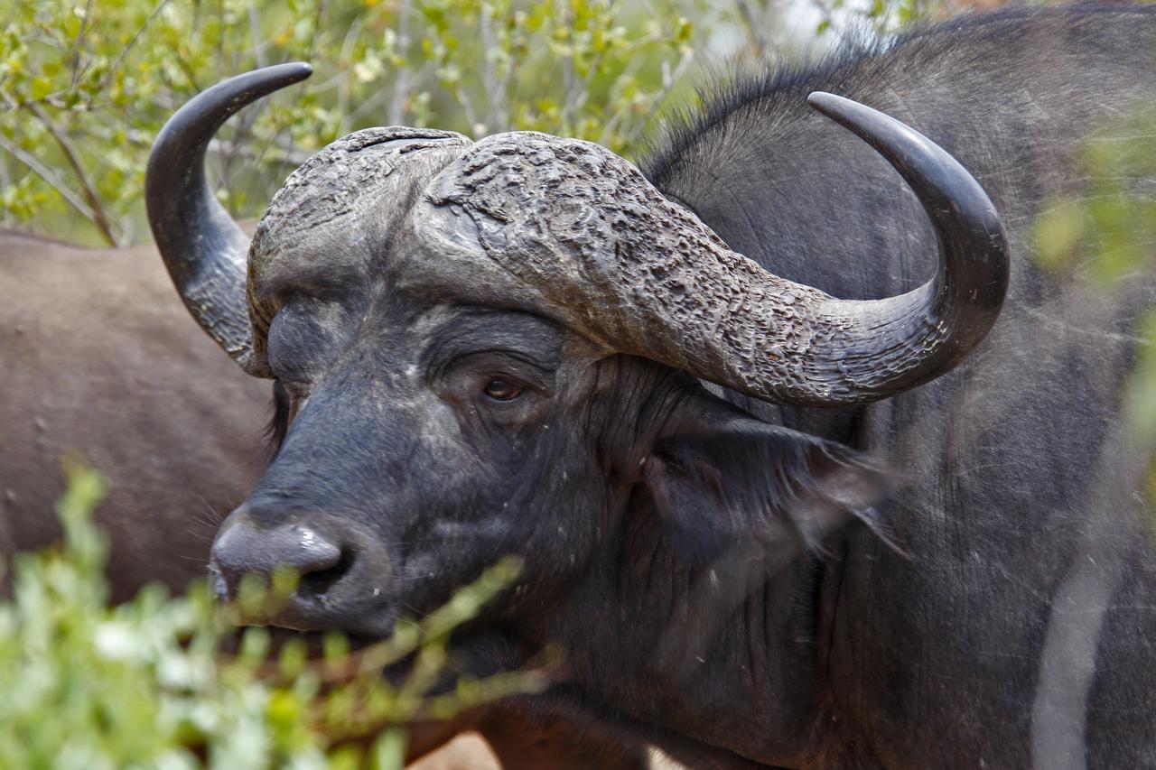 Tusk Bush Lodge Marloth Park Exterior foto