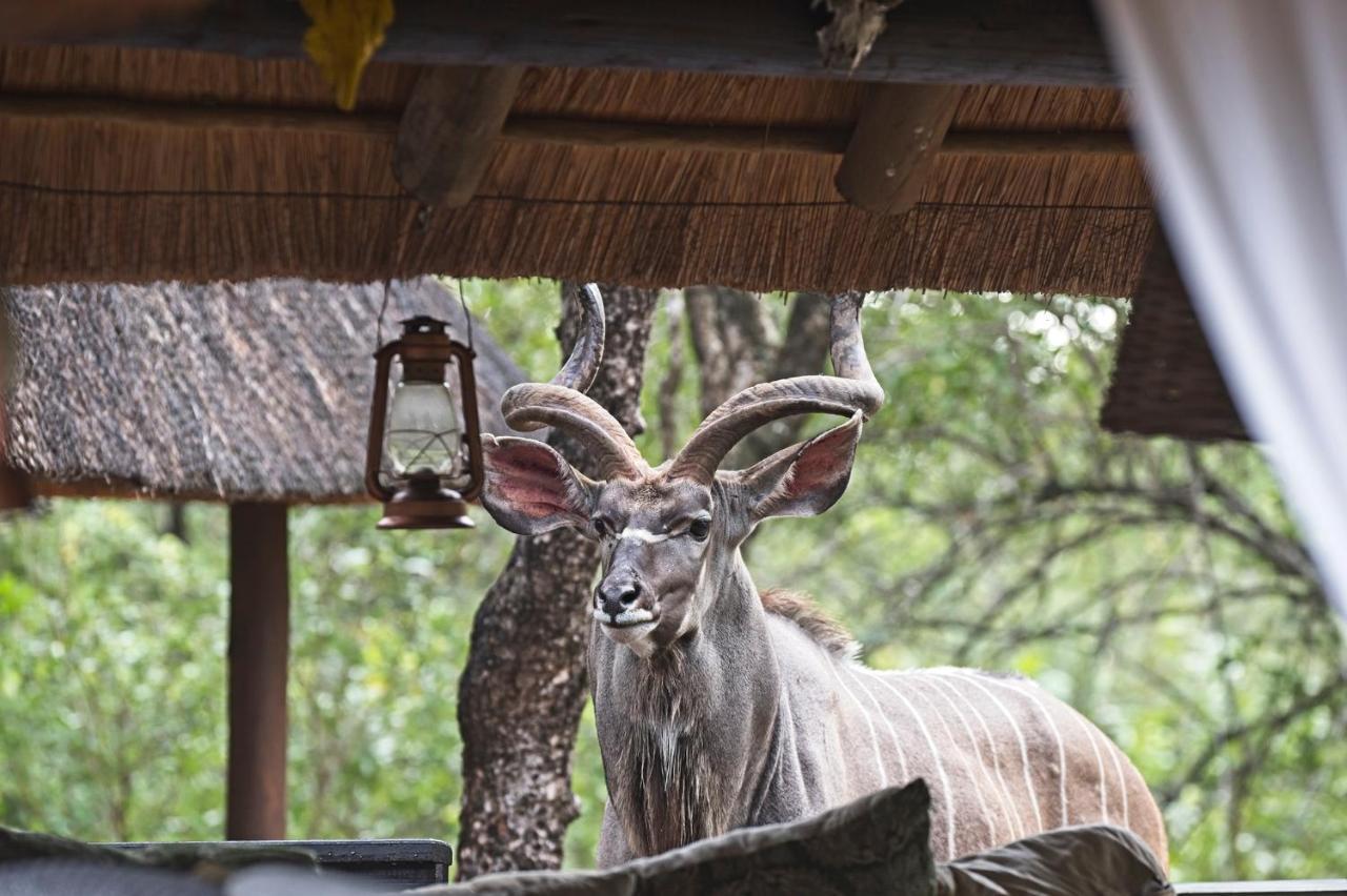 Tusk Bush Lodge Marloth Park Exterior foto