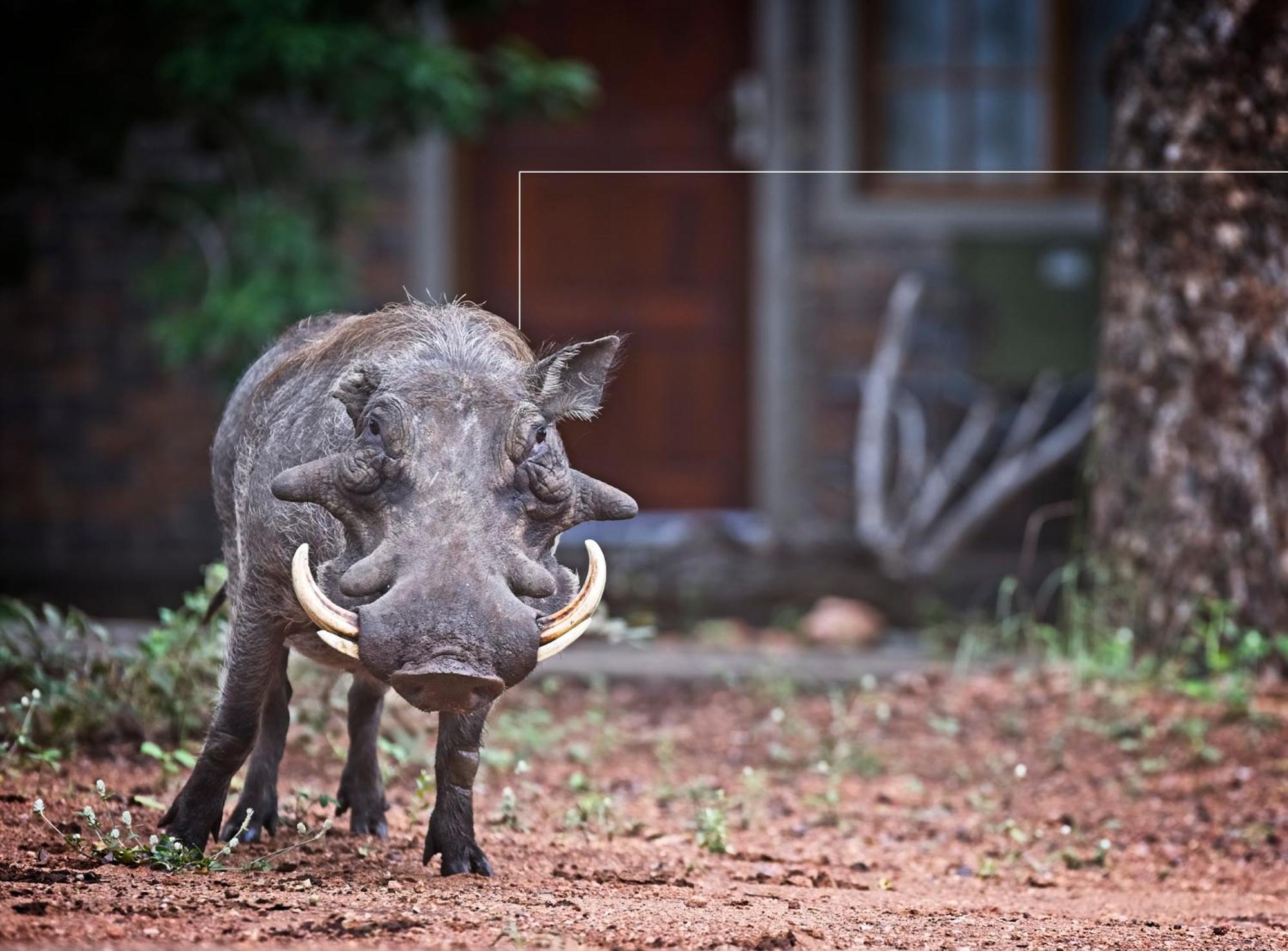 Tusk Bush Lodge Marloth Park Exterior foto