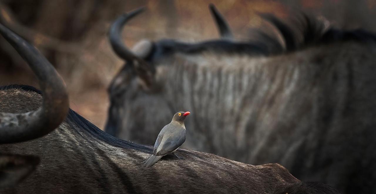 Tusk Bush Lodge Marloth Park Exterior foto